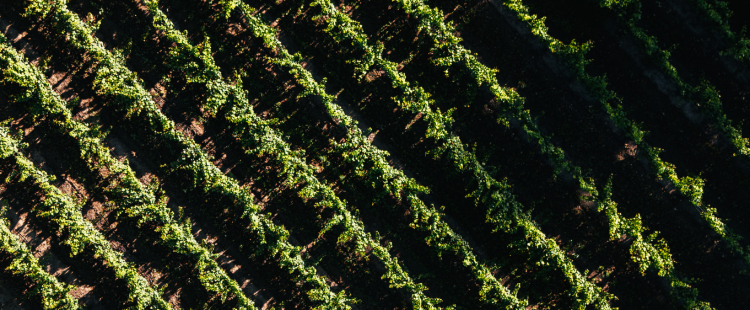 Vineyard Header Banner