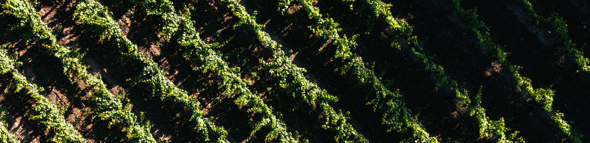 Vineyard Banners