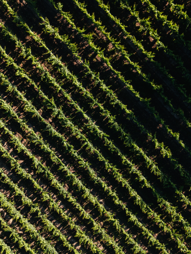 drone picture of vineyards